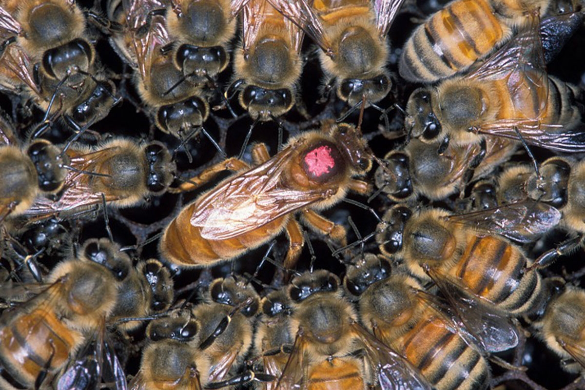 La vie des abeilles, de la reine et de la ruche